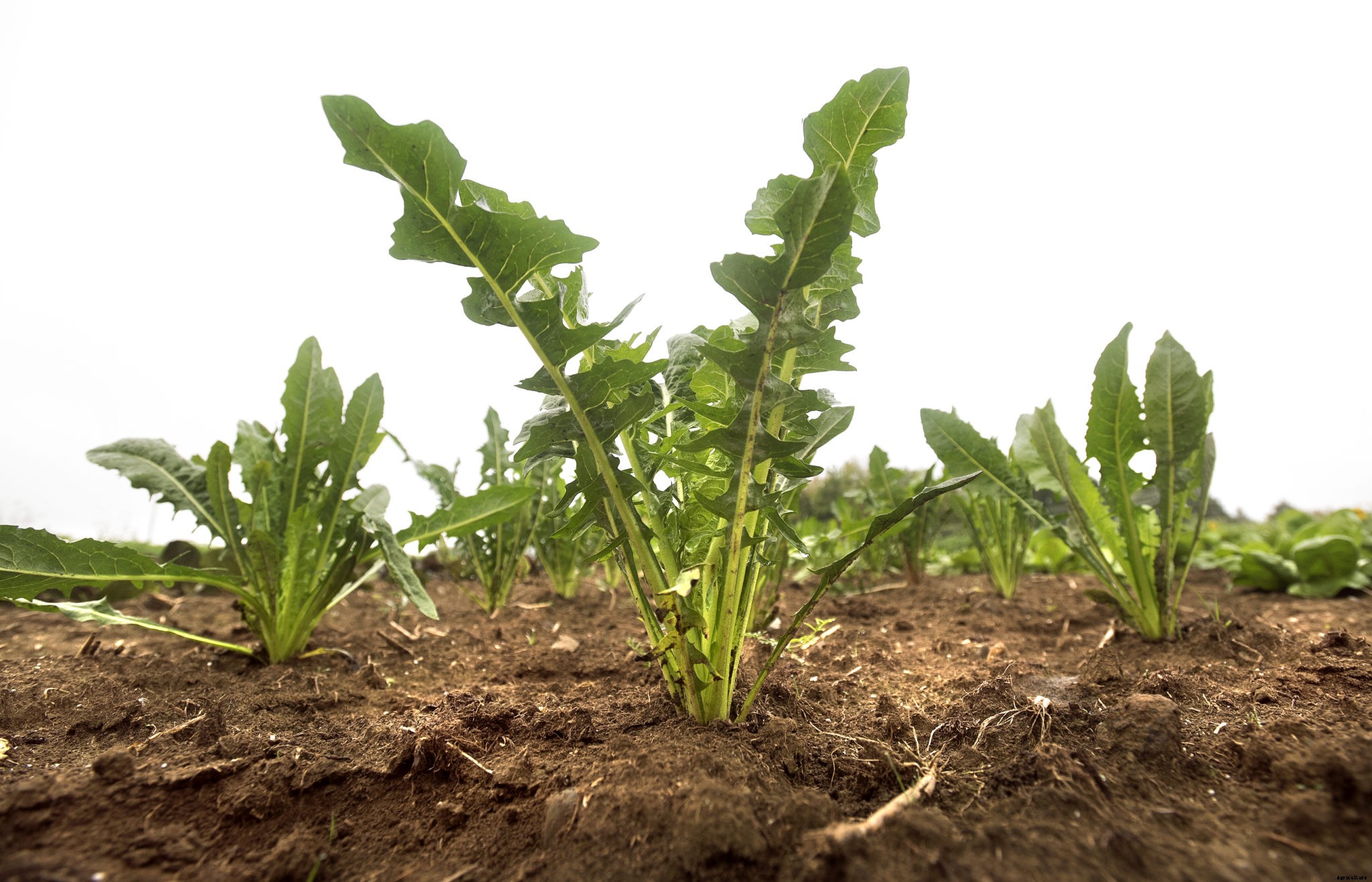 Good records are key to surviving tax time for farmers, homesteaders