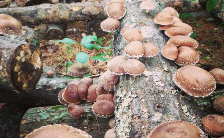 Growing mushrooms at home is easy and economical