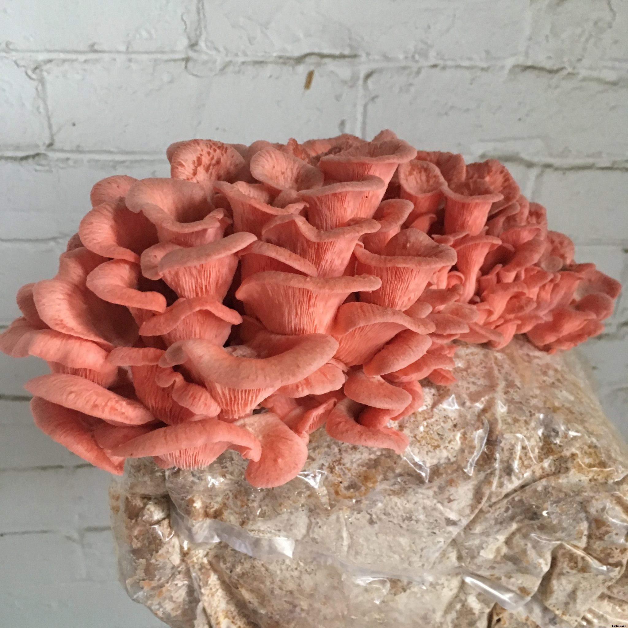 Growing mushrooms at home is easy and economical