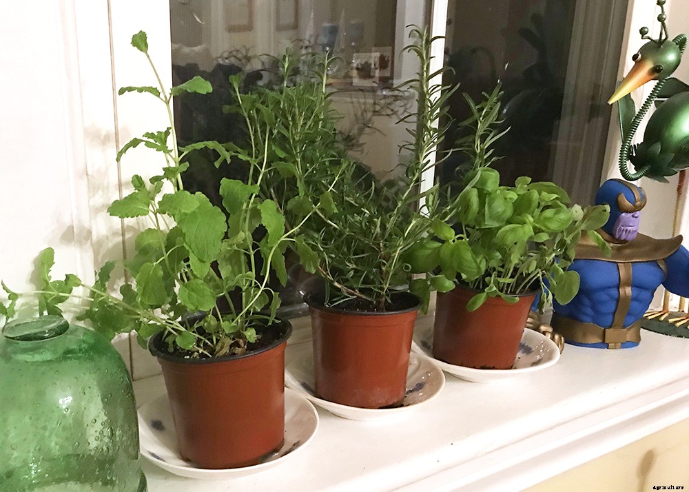 How to start an indoor herb garden