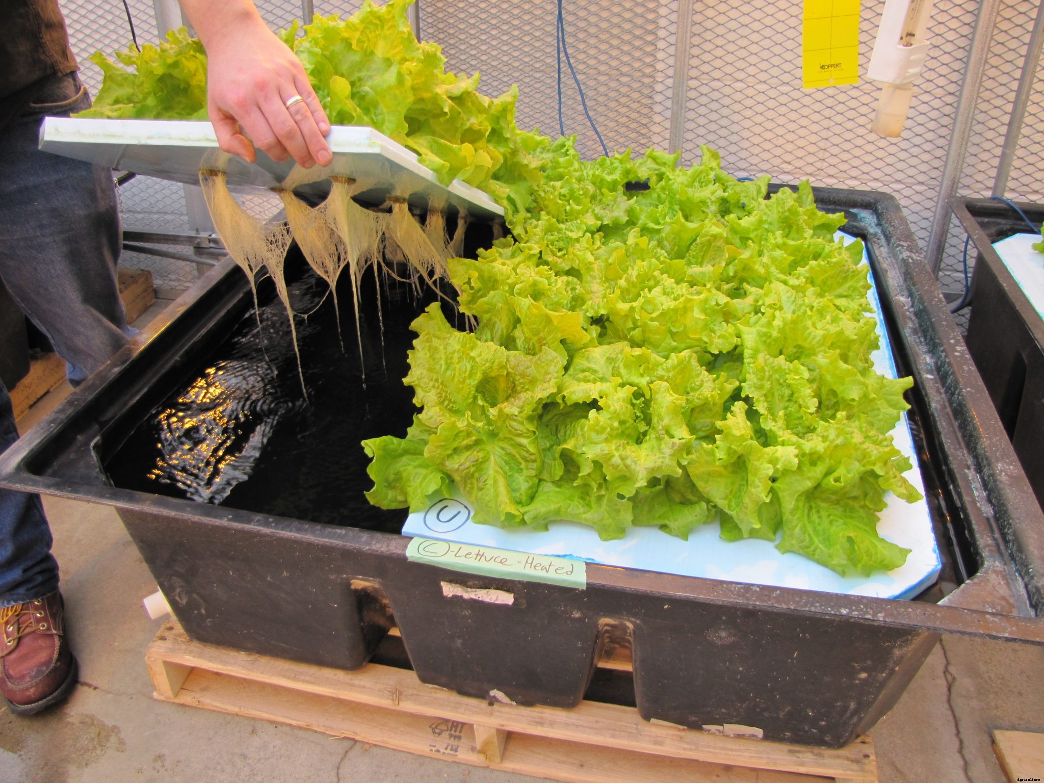 How to get started with hydroponics