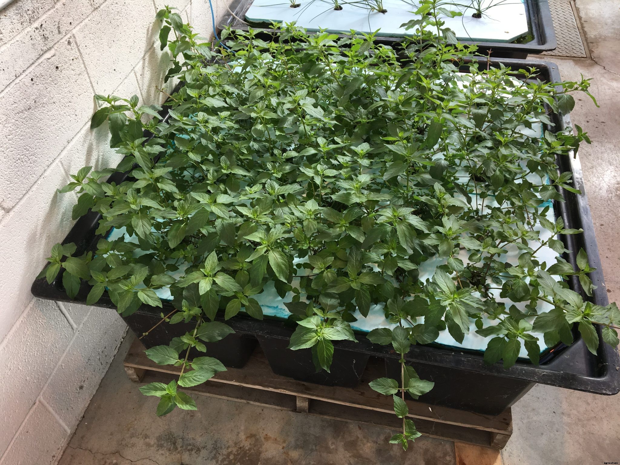 How to get started with hydroponics