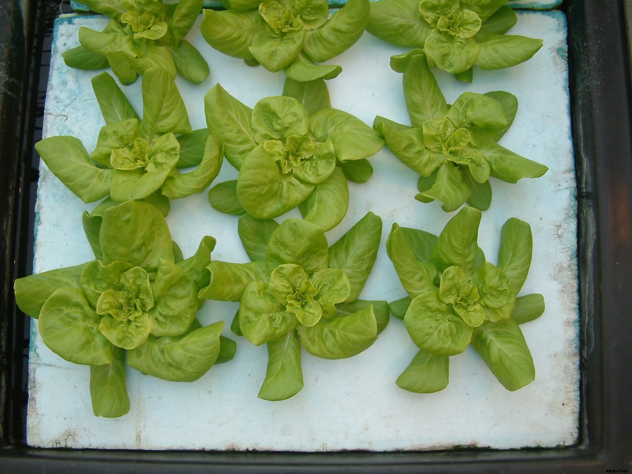 How to get started with hydroponics