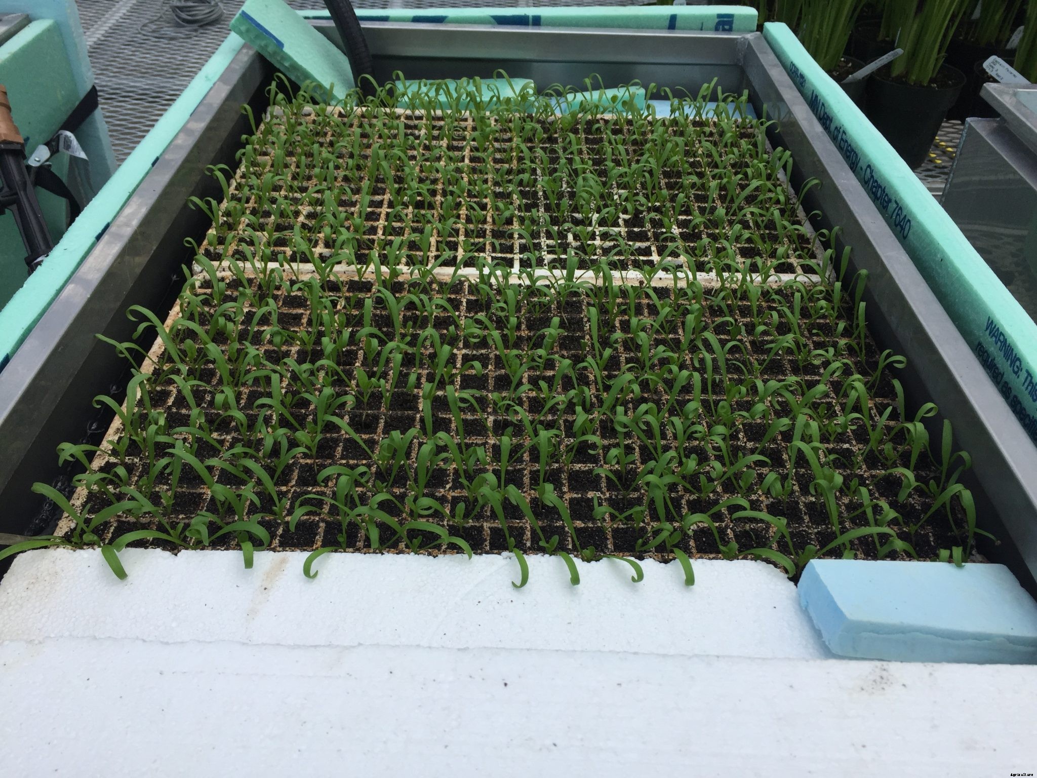 How to get started with hydroponics