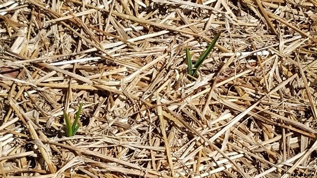 Thomas Jefferson kept a garden journal, and you can, too