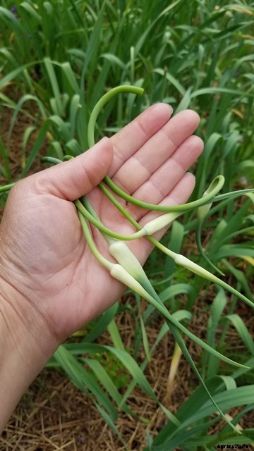 Thomas Jefferson kept a garden journal, and you can, too