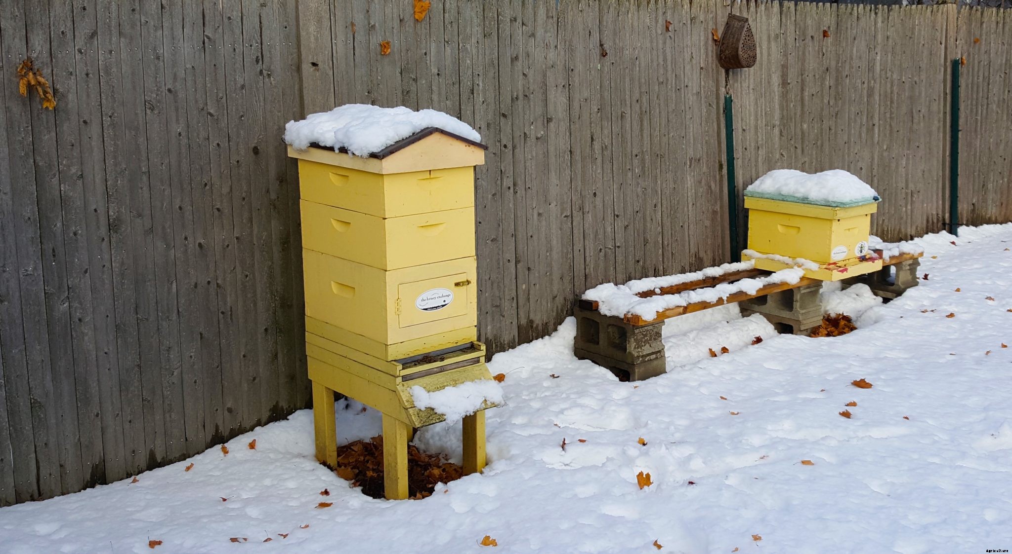 What happens to bees in winter?
