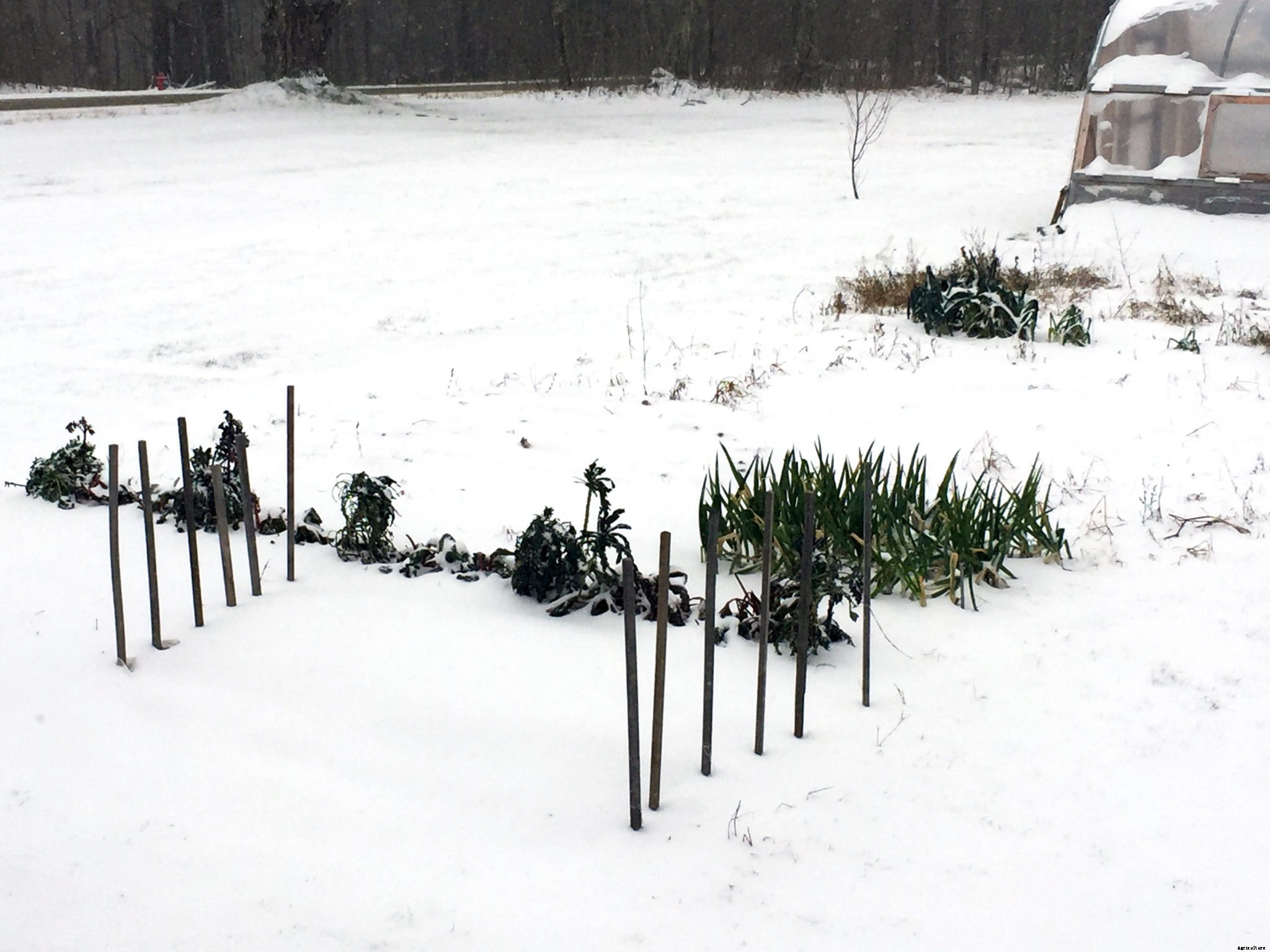 A beginner’s guide to overwintering vegetables