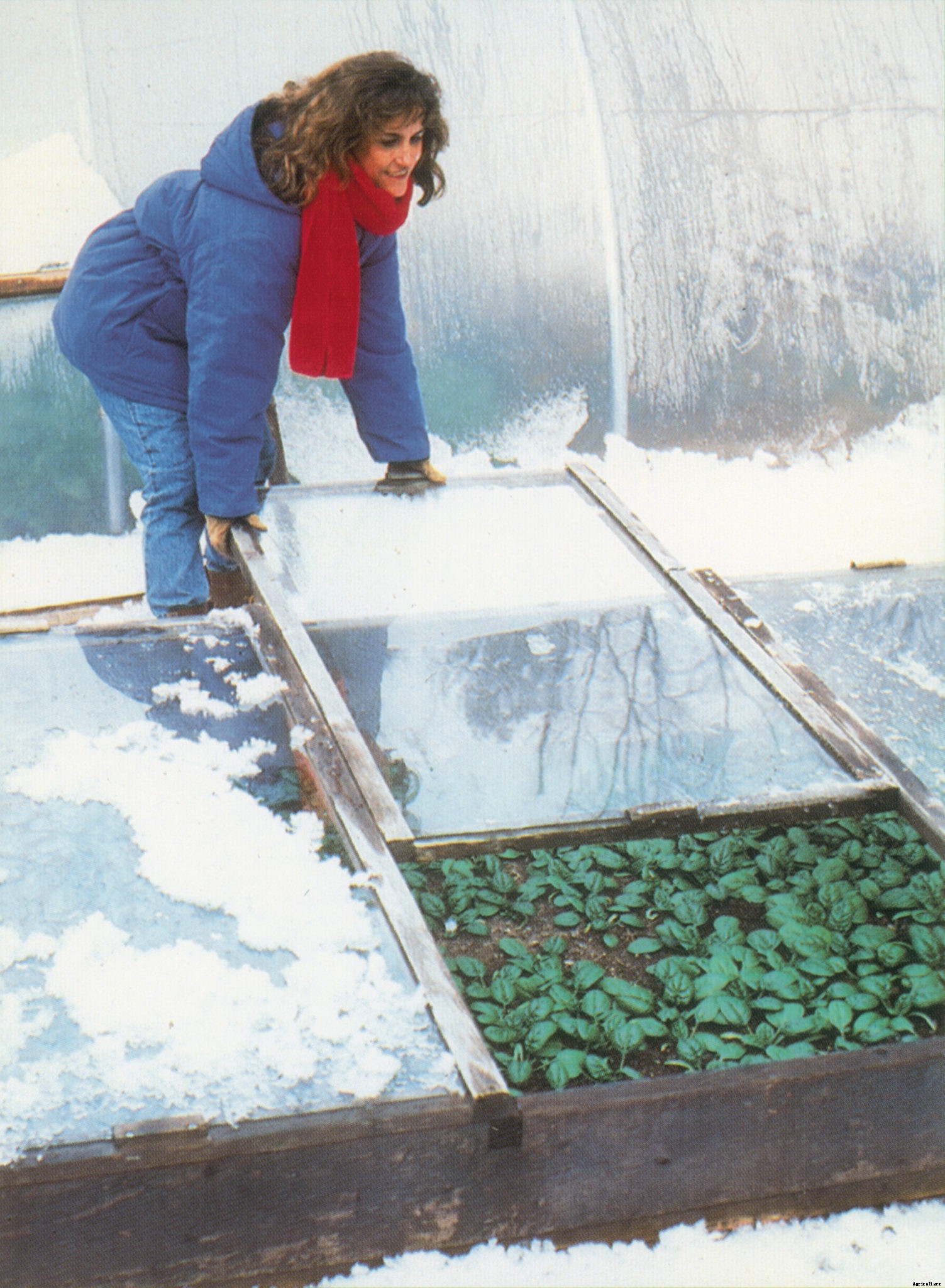 What a cold frame is, and why you should have one