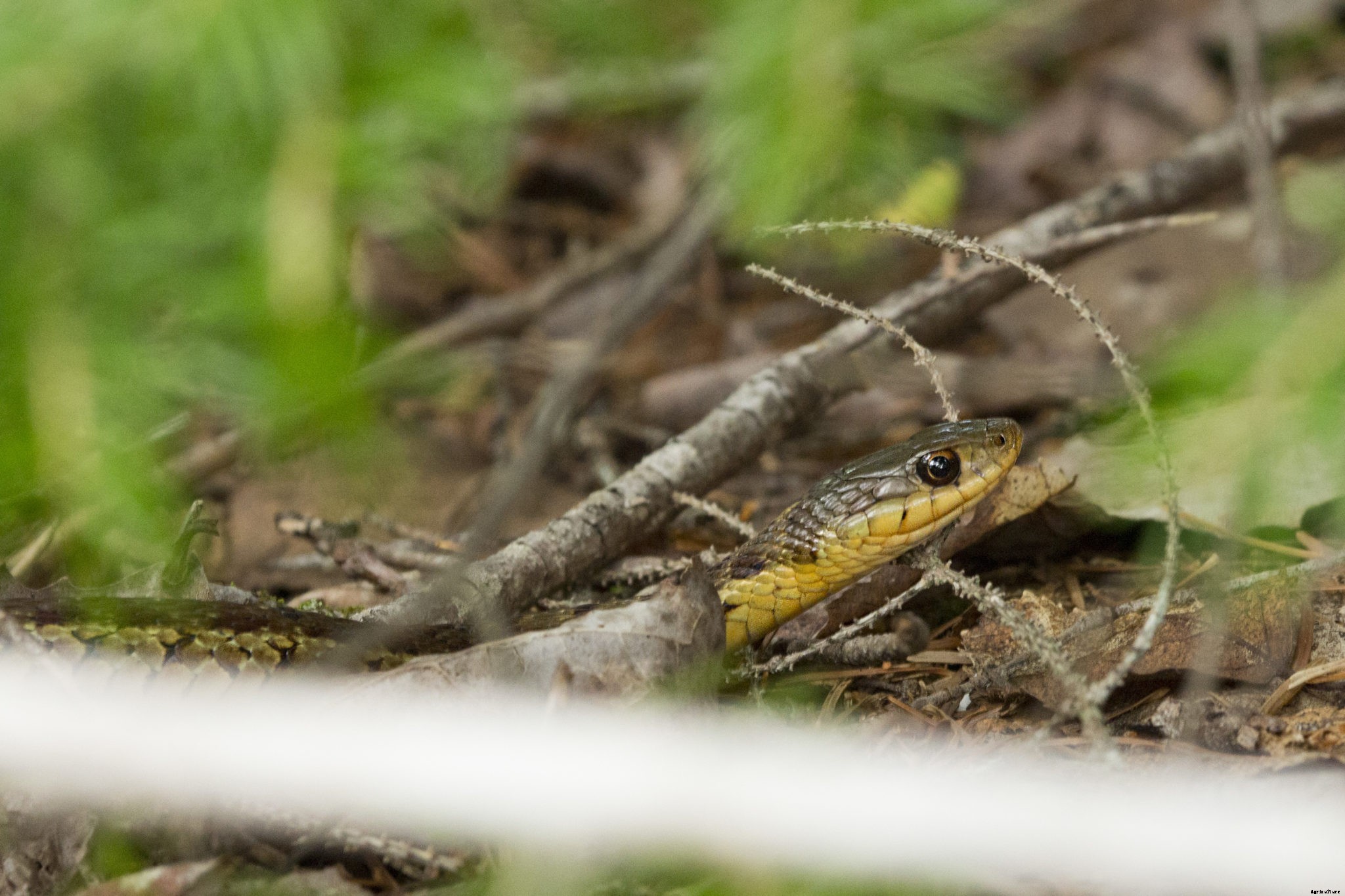 How to keep snakes out of your yard — but should you?
