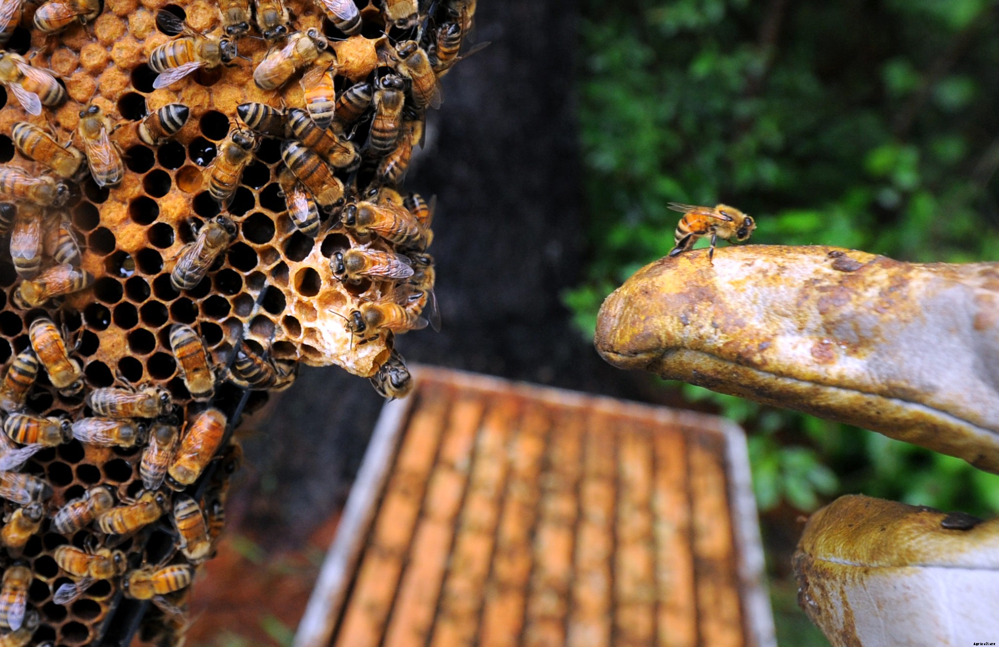 Urban beekeeping for beginners