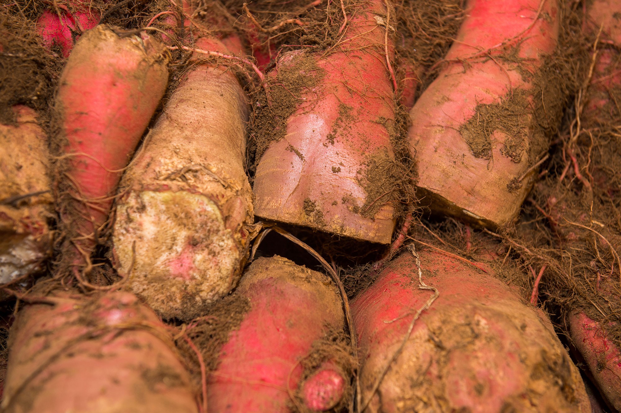 How to make DIY root cellar storage