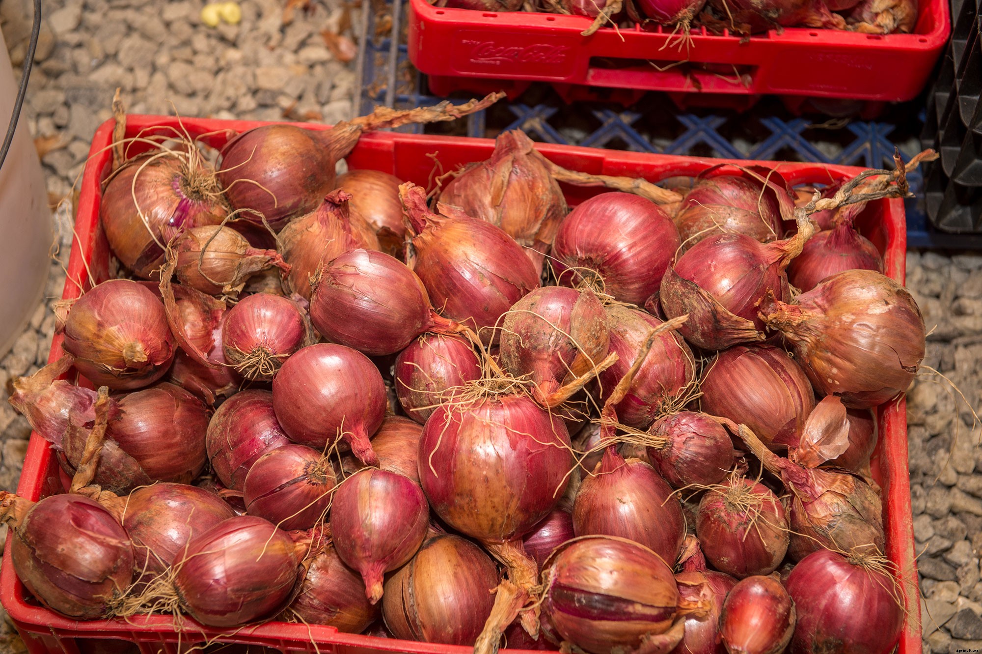 How to make DIY root cellar storage