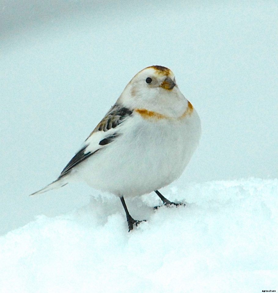 How to attract birds in the winter