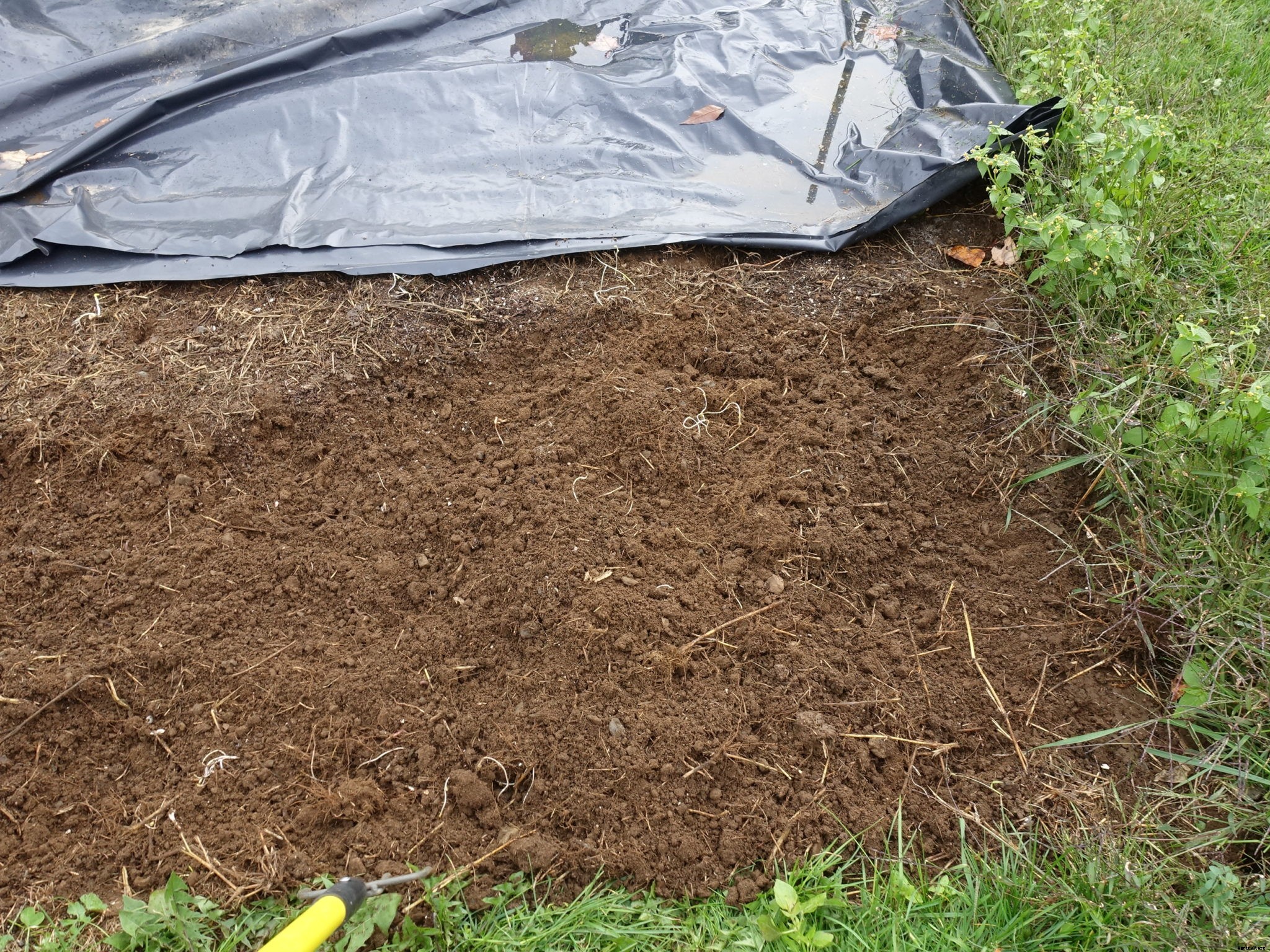 How to plant garlic in the fall