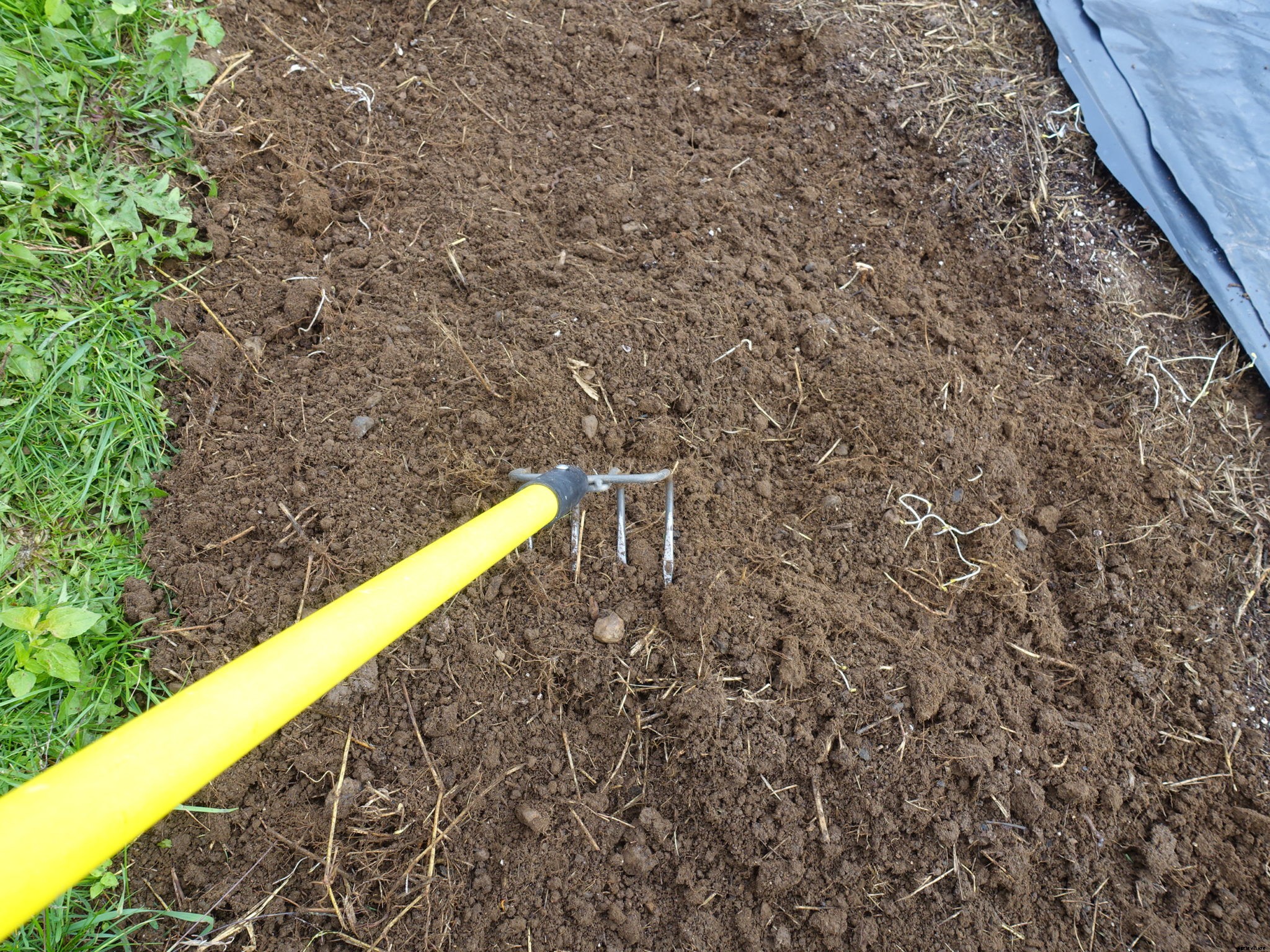 How to plant garlic in the fall