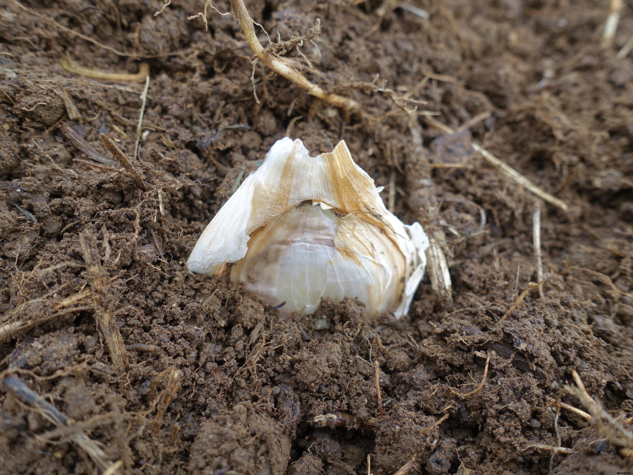 How to plant garlic in the fall