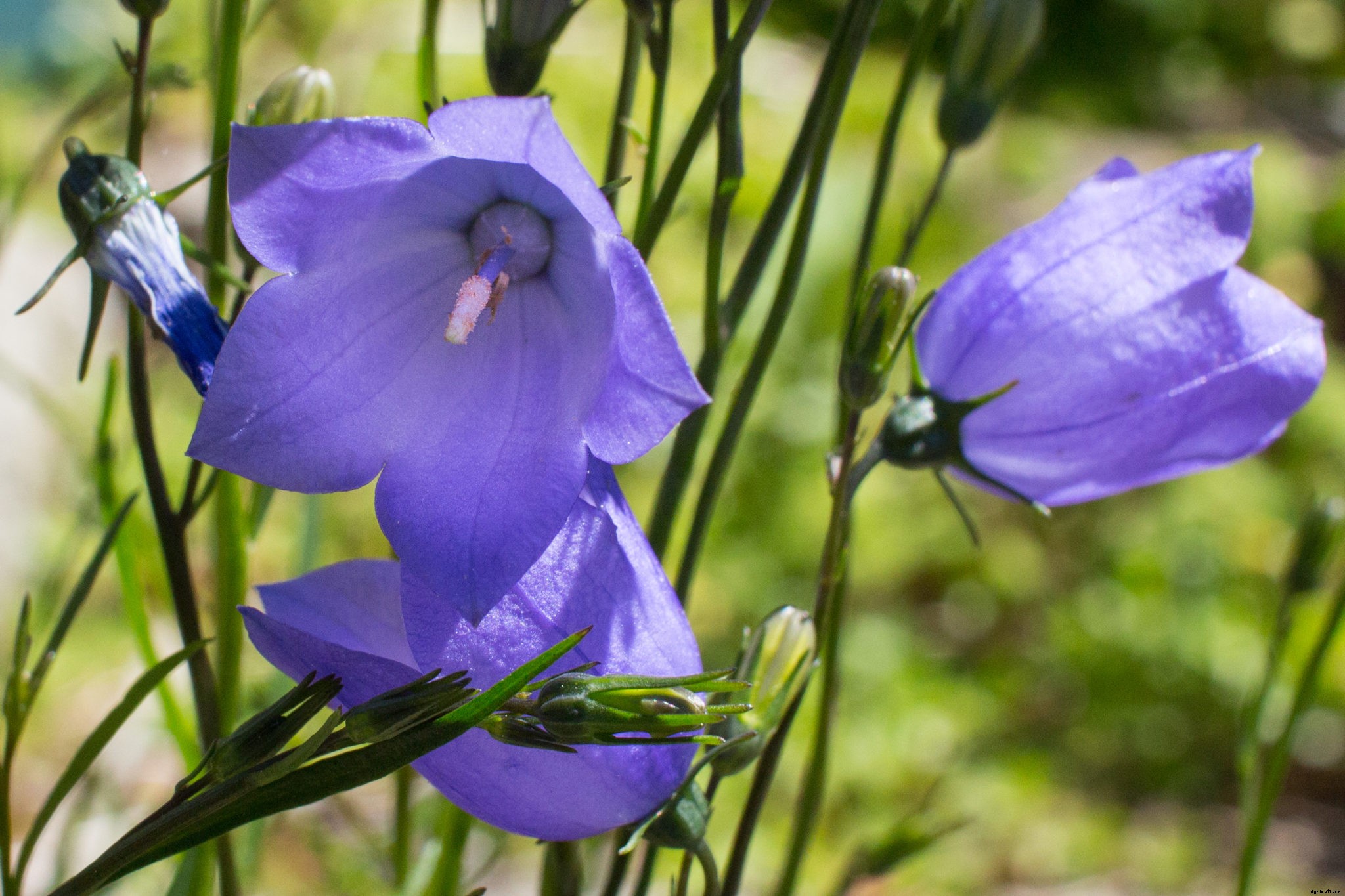 How to plant native seed bombs