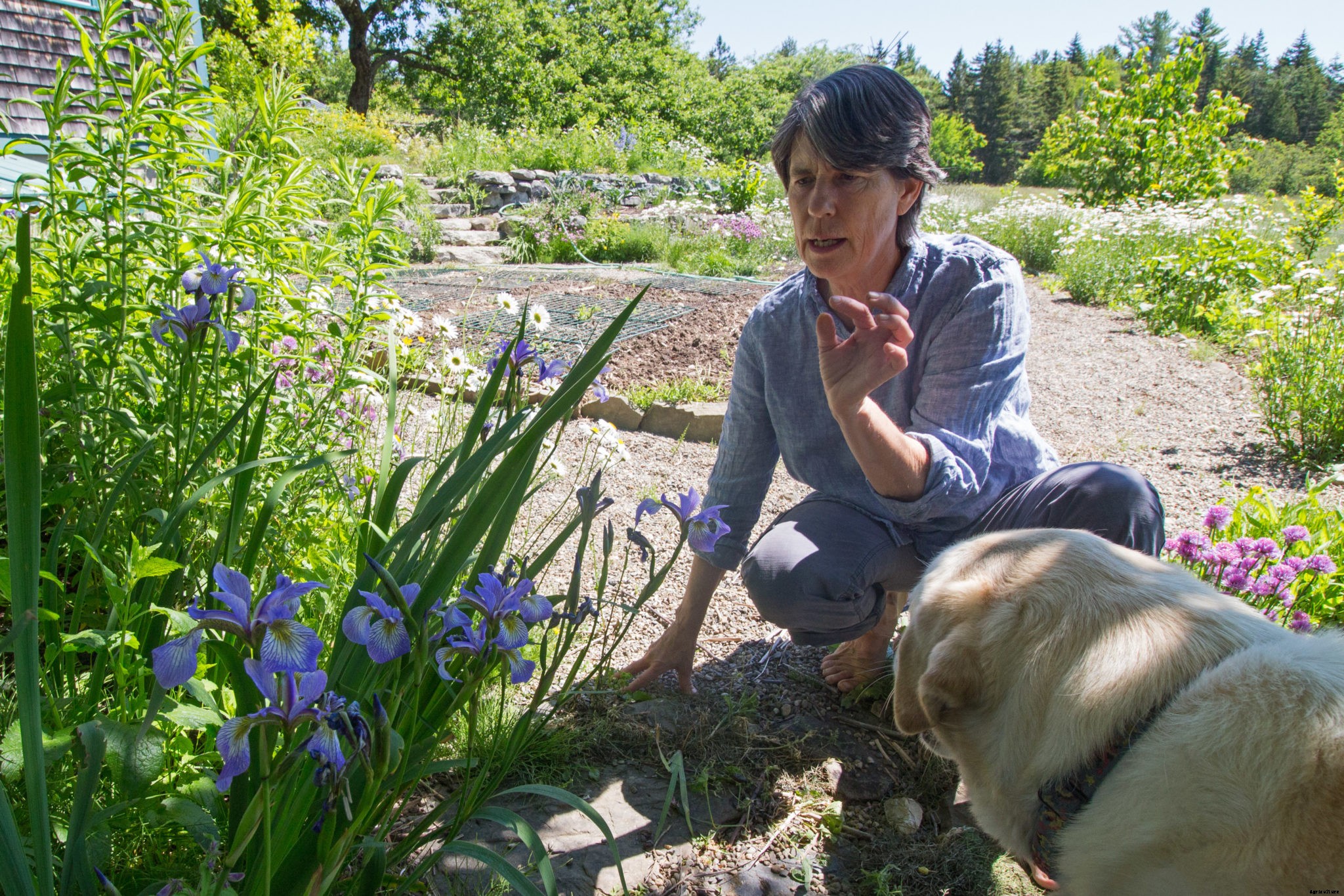 How to plant native seed bombs