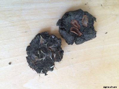 How to plant native seed bombs