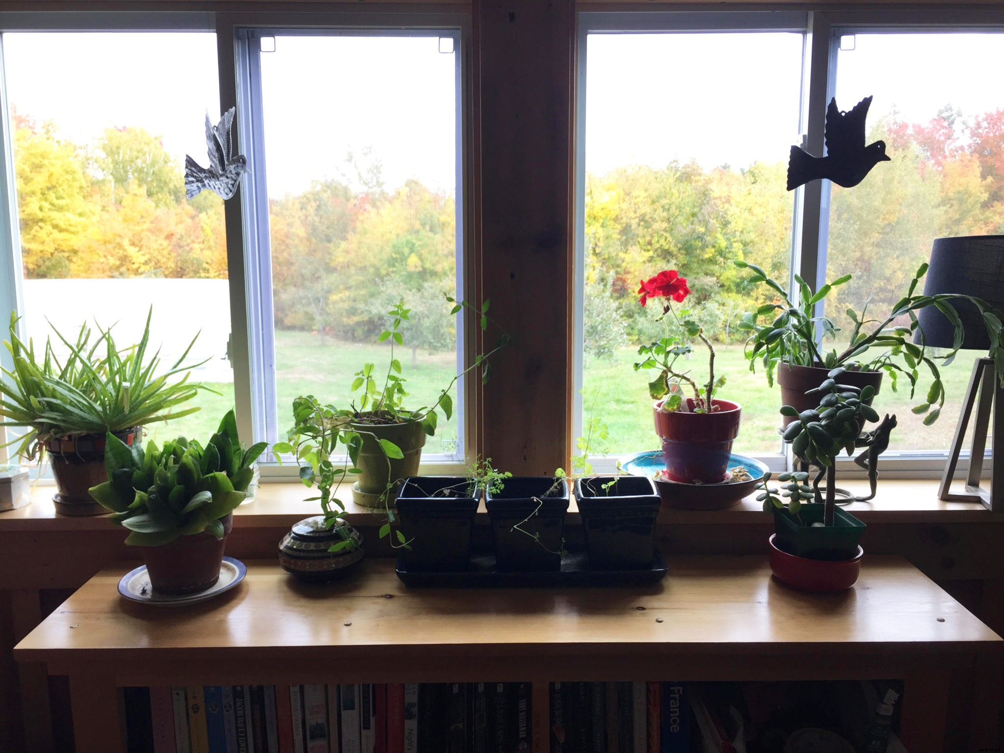 How to choose the right houseplants for your home – and not kill them