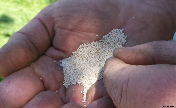 Why farmers and gardeners are saving seeds from this year’s crops