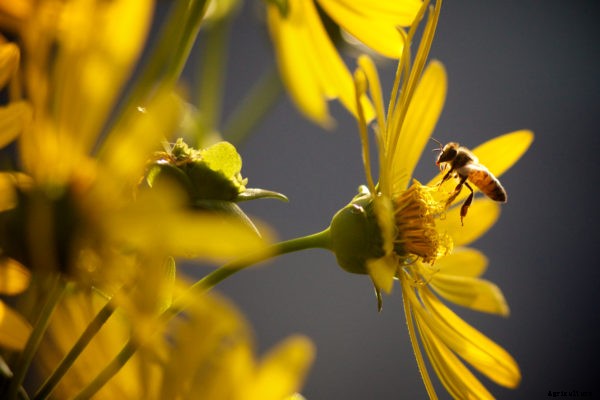 How you can help save bees