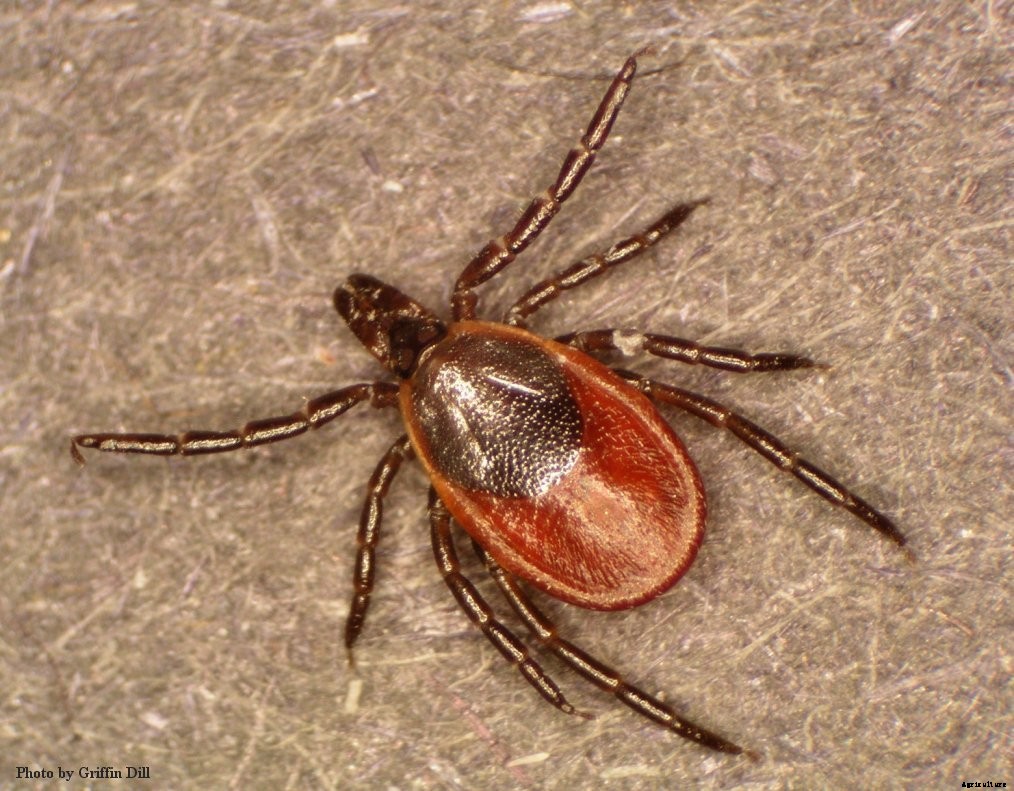 Natural tick repellent and other methods of tick management