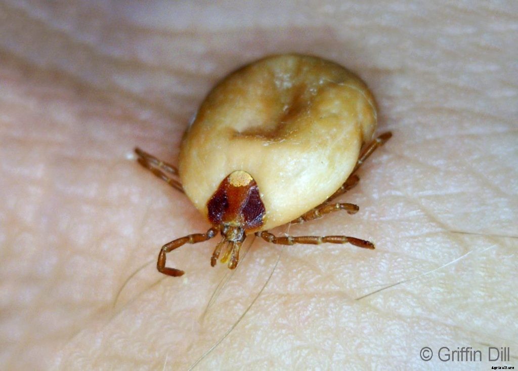 Natural tick repellent and other methods of tick management