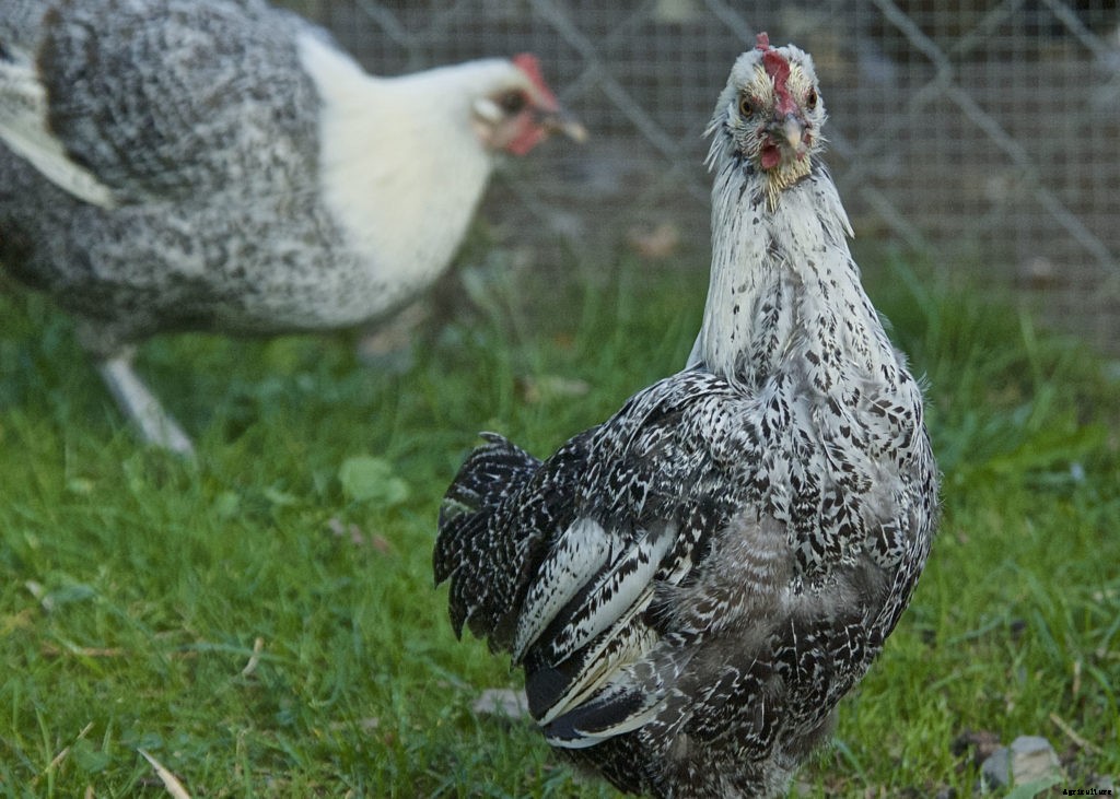 Natural tick repellent and other methods of tick management