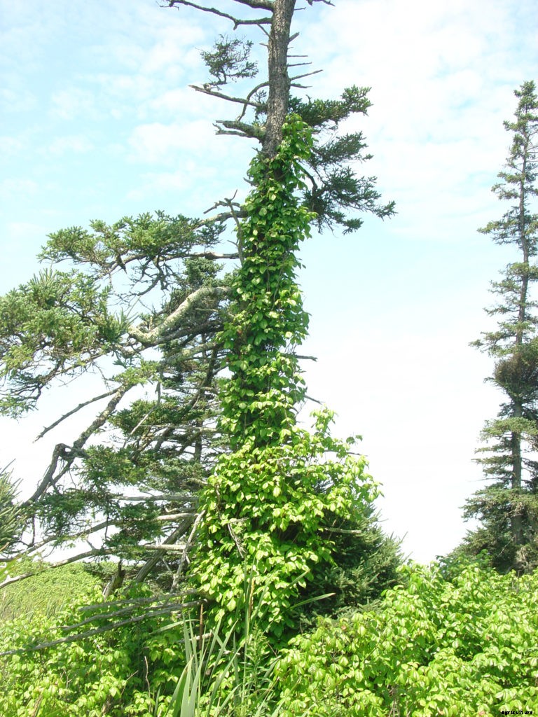 How to identify poison ivy