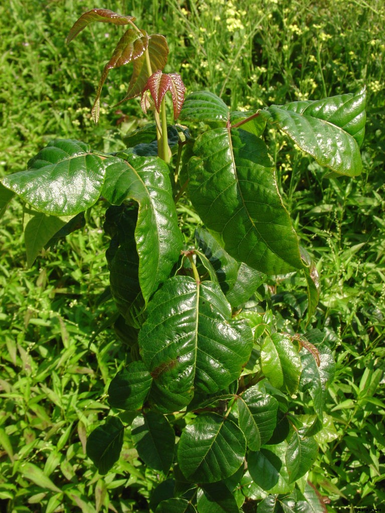 How to identify poison ivy