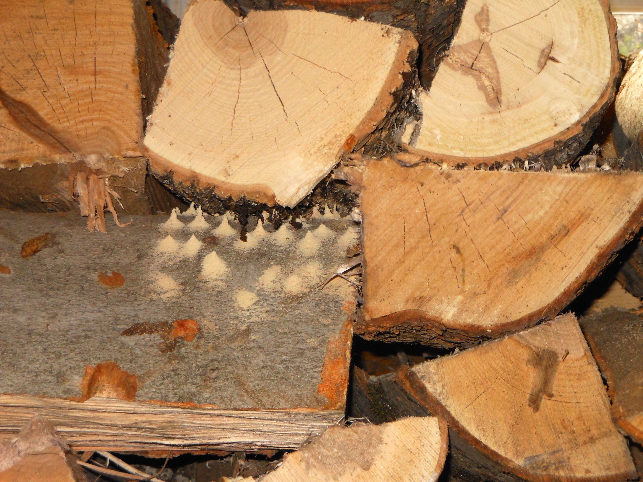Bugs in firewood? Here’s what you need to know