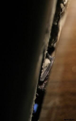 How to get bats out of your house