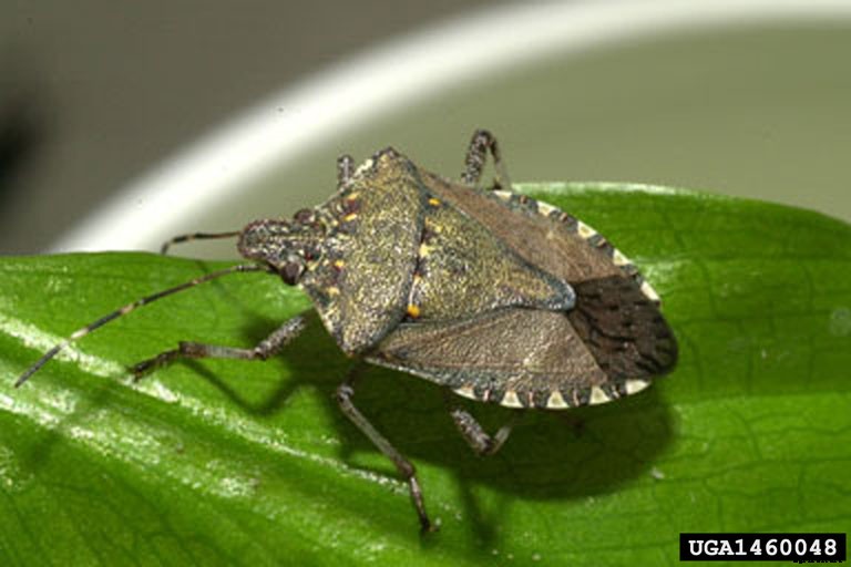 What are stink bugs and what do they do?