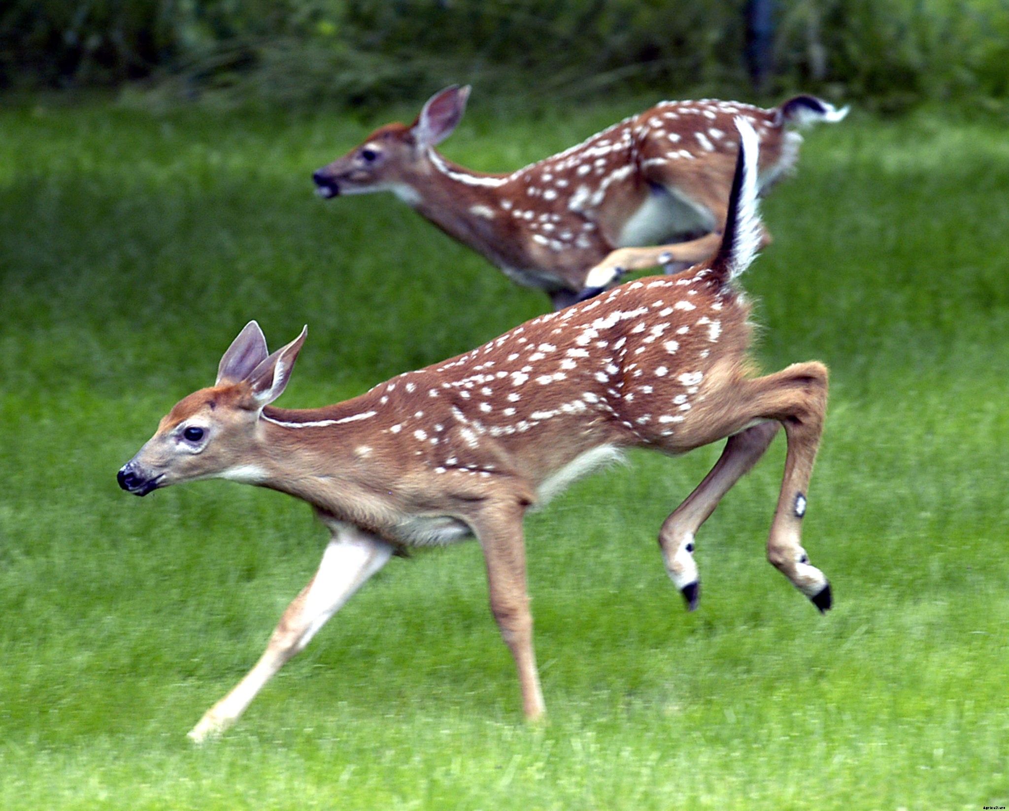 How to protect your yard against unwanted critters