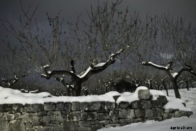 Almond Winter Care – What To Do With Almonds In Winter