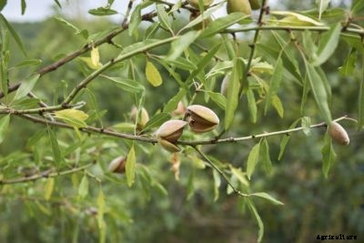 Can You Grow Almonds From Cuttings – How To Take Almond Cuttings