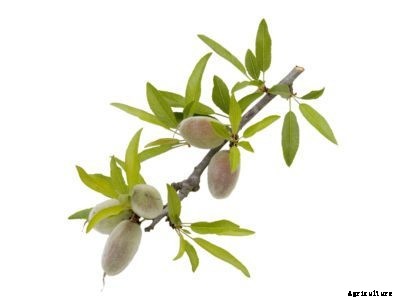 Almond Propagation Methods: Tips On Propagating Almond Trees