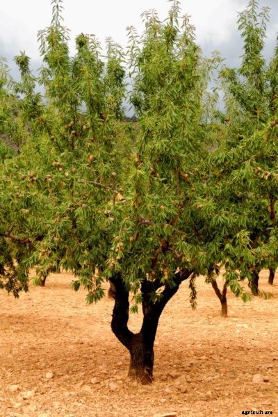 Moving An Almond Tree – How To Transplant Almond Trees