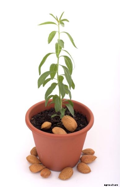 Planting Almond Nuts – How To Grow An Almond From Seed
