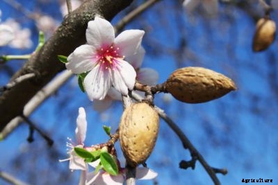 Almond Pest Control – Recognizing Almond Tree Pest Symptoms
