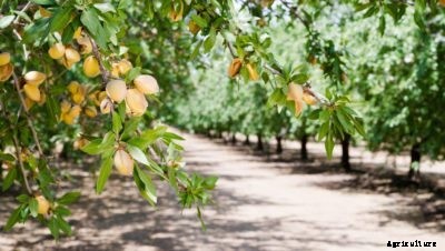 Almond Tree Cultivars: What Are The Best Varieties Of Almond