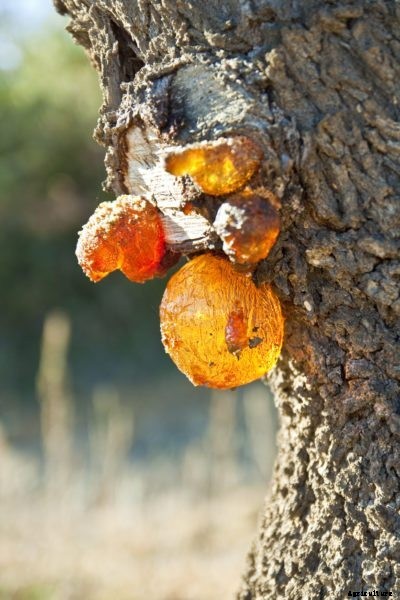 Recognizing Almond Disease Symptoms: Tips For Treating Sick Almond Trees