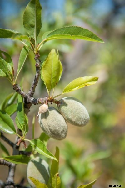 Container Grown Almond Tree Care: How To Grow An Almond In A Container