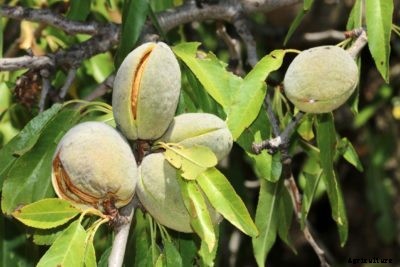 Almond Tree Issues – Dealing With Common Almond Tree Problems