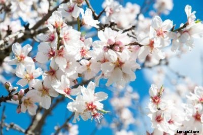 No Flowers On Almond Trees: Reasons For An Almond Tree Not Flowering