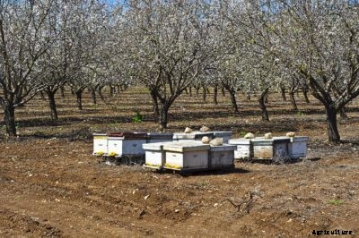Bees And Almonds: How Are Almond Trees Pollinated