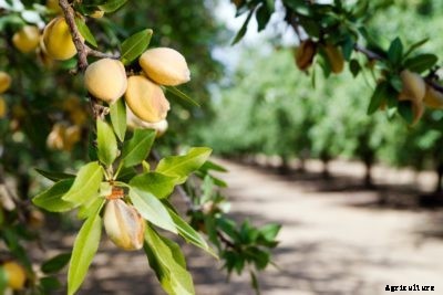 Almond Tree Not Producing Nuts: Causes For An Almond Tree With No Nuts