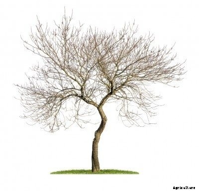 Pruning Almond Trees: How And When To Prune An Almond Tree